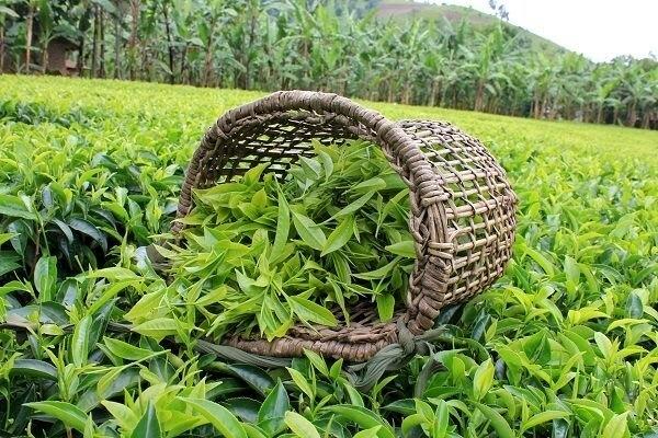 دورخیز چای برای افزایش ۶۰ درصدی قیمت