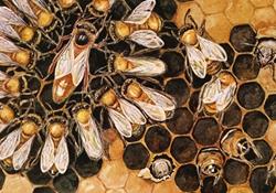  موانع آزادسازی واردات زنبور ملکه 