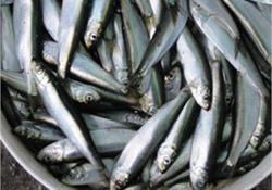  18 هزار تن ماهی کیلکا در دریای مازندران صید شد