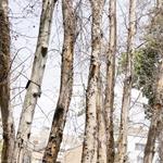 آفت یا خشکاندن عمدی ۱۶ هزار درخت در تهران؟
