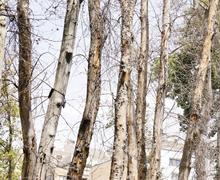 آفت یا خشکاندن عمدی ۱۶ هزار درخت در تهران؟