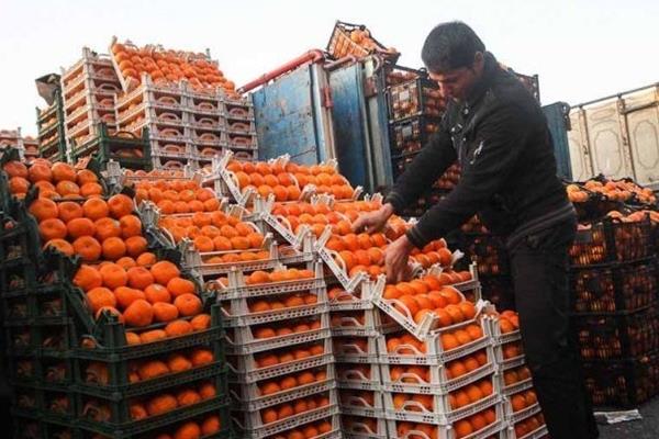 زمان توزیع و قیمت سیب و پرتقال شب عید مشخص شد