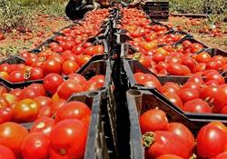 صادرات گوجه فرنگی صادرات پایدار نیست 
