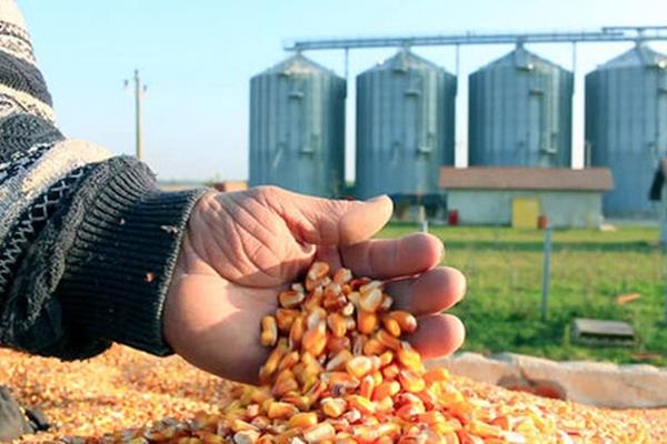 قیمت جدید نهاده کشاورزی و دامی در بازار (۱۱ بهمن)