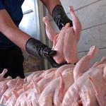 وزارت جهاد کشاورزی اجازه صادرات مرغ مازاد را صادر کرد 