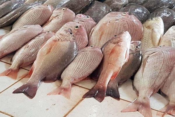 قیمت روز انواع ماهی +جدول