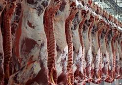 گوشت ارزان می‌شود/ کاهش قیمت دام زنده