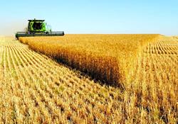 پیش بینی تولید ۱۴ میلیون تن گندم در سال زراعی جاری