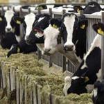 زنگ خطر برای تولید شیر و گوشت/نابودی صنعت دامپروری تا 2 ماه دیگر 