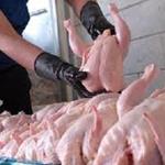 قیمت مرغ به چه شرطی کاهش می‌یابد؟
