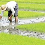  لغو ممنوعیت کشت برنج در استان خوزستان بصورت مشروط 