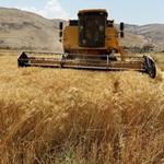 خریداری۲۲۰هزارتن گندم از کشاورزان استان قزوین