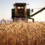 دولت از کشاورزان چقدر گندم خرید؟