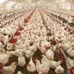 چرا هزینه تولید مرغ در کشور بالاست؟ 