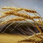 قیمت گندم گران می‌شود؟