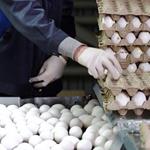  چرا تخم مرغ در مغازه‌ها همچنان گران است؟