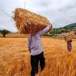 درخواست وزارت جهاد کشاورزی برای تعیین قیمت ۱۴ هزار ریالی سبوس گندم
