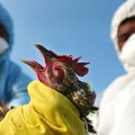 آنفلوآنزای فوق حاد پرندگان به واحدهای صنعتی رسید