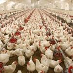 مرغ‌داران خواستار اصلاح فوری قیمت مصوب مرغ شدند