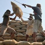 واردات برنج هندی با کاهش ۴۰ درصدی به ۵۴۴ میلیون دلار رسید 