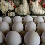 مقصر گرانی مرغ، تخم‌مرغ و گوشت مشخص شد