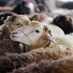 عرضه مستقیم ۲۵ هزار گوسفند قربانی در تهران امروز و فردا 