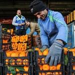 اعلام قیمت تنظیم بازاری میوه شب عید
