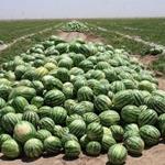 آمار جالب صادرات ارزان ترین محصول کشاورزی ایران 