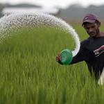 ۷۰ درصد کود کشاورزان یارانه‌ای پرداخت می‌شود 