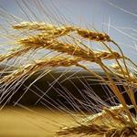 ۱۰/۵ میلیون تن گندم در کشور خریداری شد