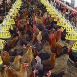 تمدید یکساله مهلت پرداخت بدهی بانکی پرورش دهندگان مرغ آسیب دیده از کرونا