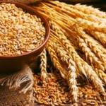 کاهش چشمگیر میزان تحویل گندم به دولت 