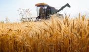  ۵.۵ میلیون تن گندم به کشور وارد شد/کلیه محصولات وارداتی سالم است