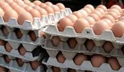 گران فروشی تخم مرغ؛ قیمت هر شانه بالای ۱۰۰ هزار تومان
