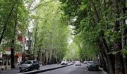 شکایت شهرداری از مالکی که عمدا ۱۳ درخت خیابان ولیعصر را خشک کرد 