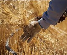 نرخ خرید تضمینی گندم امروز تعیین می‌شود/ برآورد قیمت ۱۴۶۰۰ تا ۱۷۰۰۰ تومانی برای گندم دیم 
