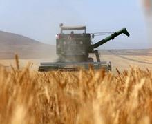 رشد ۲رقمی تولید گندم و برنج ایران/ فائو: ایران امسال ۱۹.۵میلیون تن غله تولید کرد 