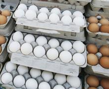  ادعای عجیب مرغداران/ تخم مرغ به قیمت واقعی نزدیک شده است!