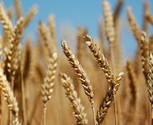 وزارت کشاورزی خواستار افزایش ۳ برابری یارانه بذر گندم شد 
