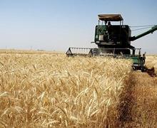 ۴.۲ میلیون هکتار از اراضی کشاورزی کشور زیر کشت دیم رفت 