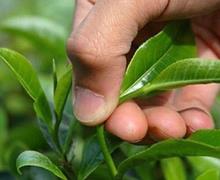 پیش‌بینی افزایش ۴ هزار تنی تولید برگ سبز چای