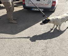 جمع‌آوری سگ‌های بلاصاحب از معابر شمال شرق تهران