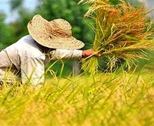 تشکیک بخش خصوصی در آمار دولتی تولید برنج 