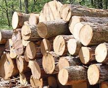 ماجرای قاچاق چوب در استان تهران چیست؟