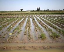 میزان خسارات ناشی از سیل و سرمازدگی محصولات کشاورزی اعلام شد 