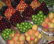 احتمال ریزش شدید قیمت این میوه نوبرانه در بازار