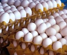 جدال بر سر قیمت تخم‌مرغ ادامه دارد/ حمله تعزیرات به مرغداری‌ها!
