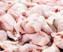ممنوعیت صادرات مرغ به عراق رفع شد