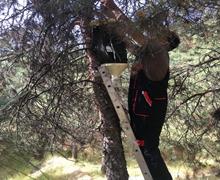 تمهیدات تابستانه منطقه 4 برای محافظت از درختان بوستان‌های جنگلی/ درختان بوستان های جنگلی منطقه 4 در برابر آسیب های گیاهی ایمن می‌شوند