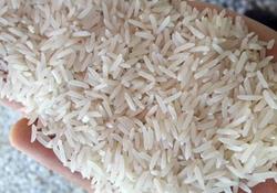 ذخایر برنج کشور رو به اتمام است؟ 
